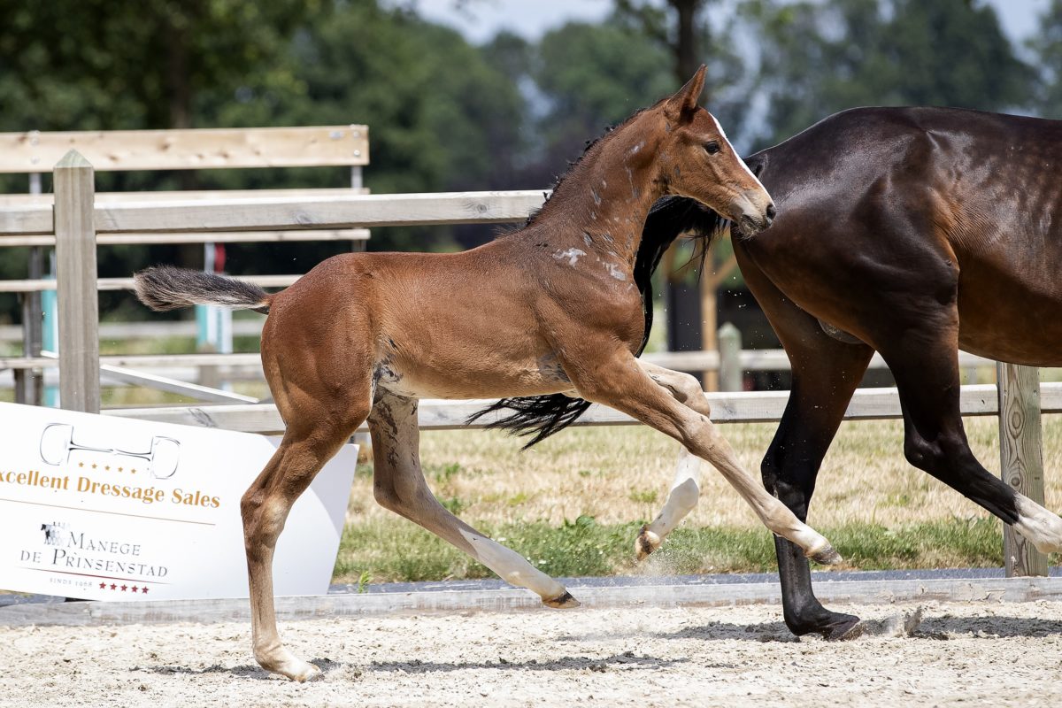 Okidoki_(Kitt SB X Stakkato )03 small