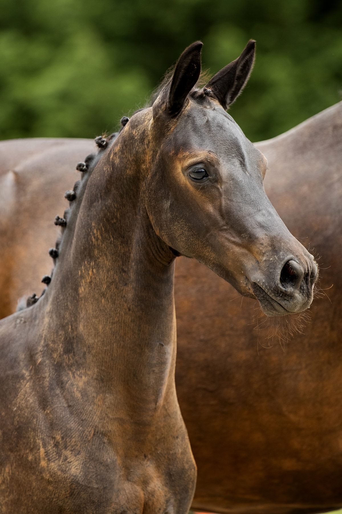 Olgarine_(Painted Black X Olivi)01 small