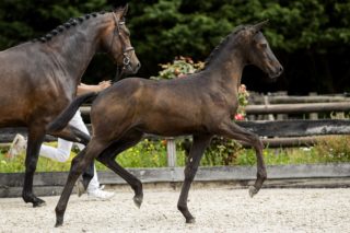 Olgarine_(Painted Black X Olivi)02 small