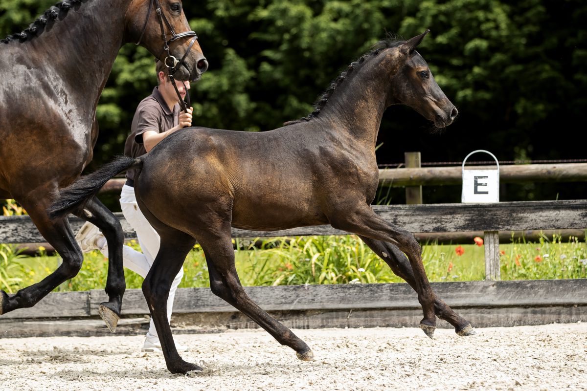 Olgarine_(Painted Black X Olivi)03 small