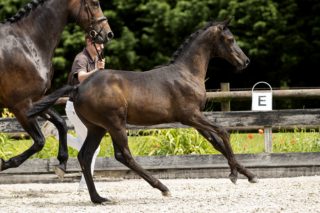 Olgarine_(Painted Black X Olivi)03 small