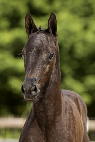 Oliva NovaTC_(Franklin X Bretton Woods)01