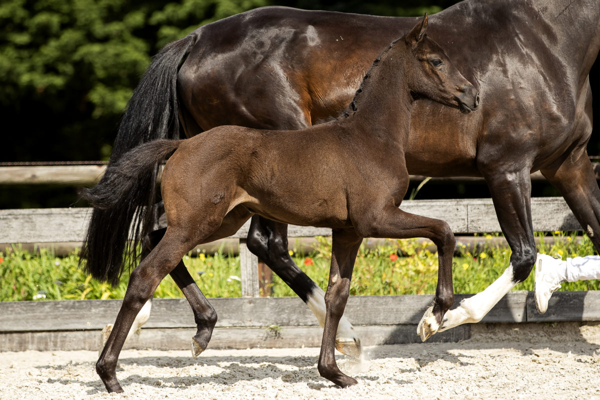 Oliva NovaTC_(Franklin X Bretton Woods)02