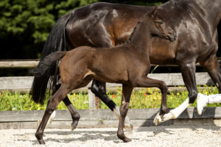 Oliva NovaTC_(Franklin X Bretton Woods)02