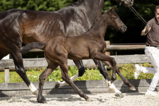 Oliva NovaTC_(Franklin X Bretton Woods)03