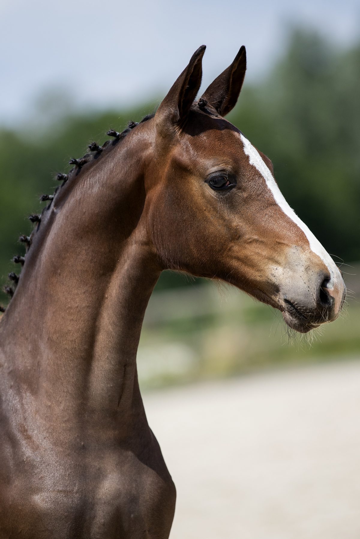 Olivia Love P_(NixonVHMeulehof X Krunch de Breve)01 small