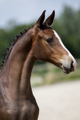 Olivia Love P_(NixonVHMeulehof X Krunch de Breve)01 small