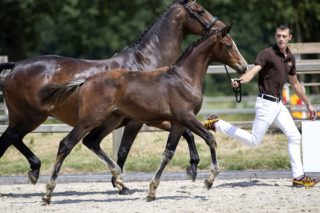 Olivia Love P_(NixonVHMeulehof X Krunch de Breve)02 small