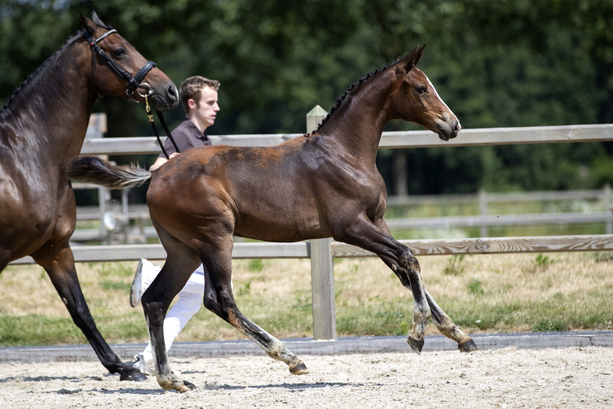 Olivia Love P_(NixonVHMeulehof X Krunch de Breve)03