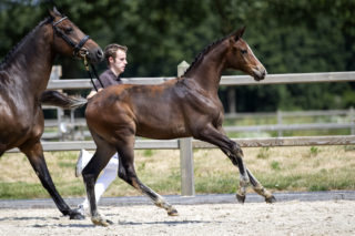 Olivia Love P_(NixonVHMeulehof X Krunch de Breve)03