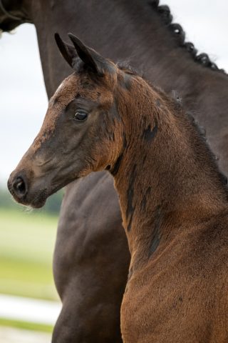 Olivia S_(For Romance X Negro )01 small