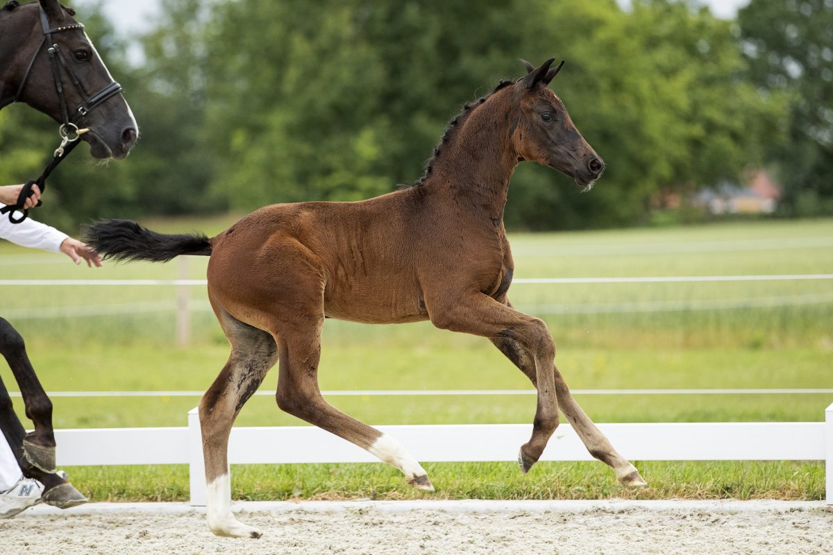 Olivia S_(For Romance X Negro )03 small