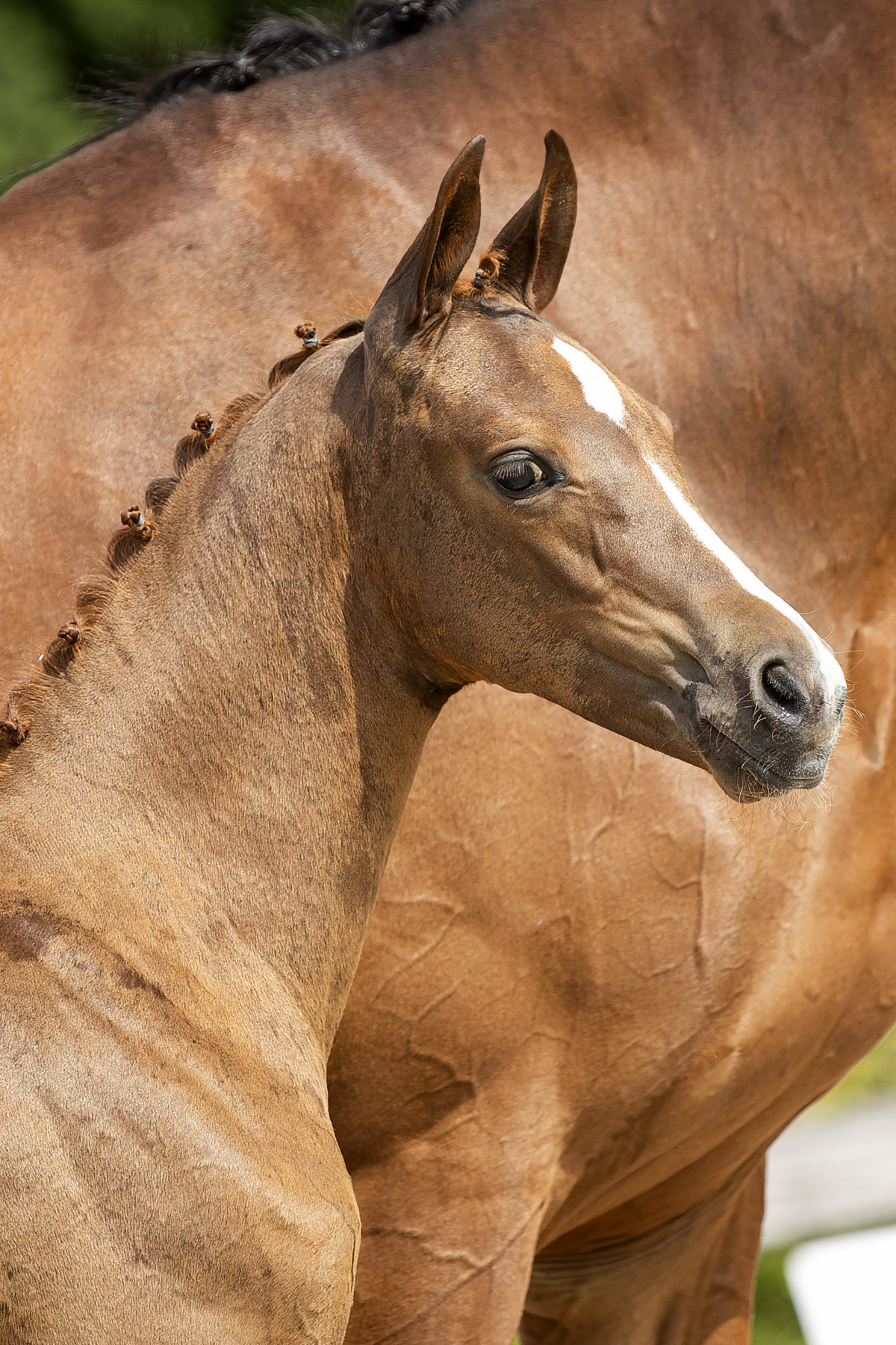 Ollright TC_( First JAzz X Sir Sinclair)01