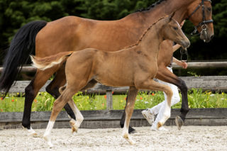 Ollright TC_( First JAzz X Sir Sinclair)02