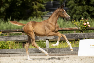 Ollright TC_( First JAzz X Sir Sinclair)03