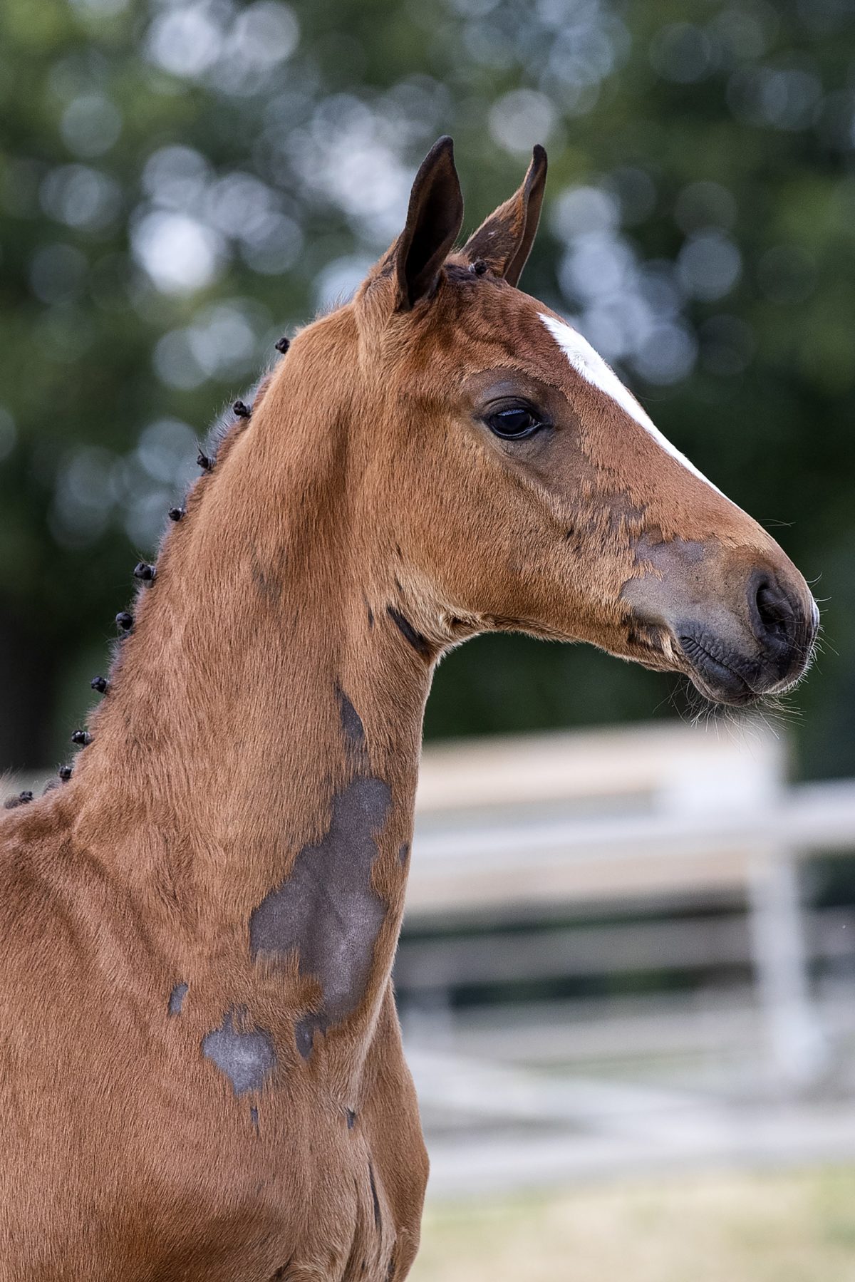 Olthof’s Linda_(Furst toto X Zhivago)01 small