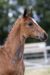 Olthof’s Linda_(Furst toto X Zhivago)01 small