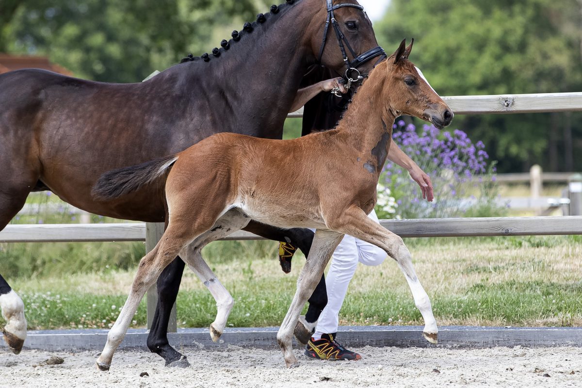 Olthof’s Linda_(Furst toto X Zhivago)02 small