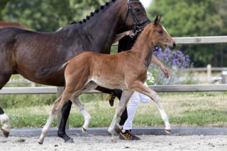 Olthof’s Linda_(Furst toto X Zhivago)02 small