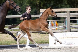 Olthof’s Linda_(Furst toto X Zhivago)03 small