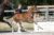 Olthof’s Linda_(Furst toto X Zhivago)03 small