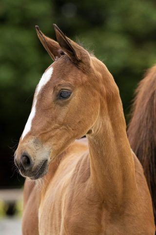 Olympia TC_(Joop TC X Gouverneur)01