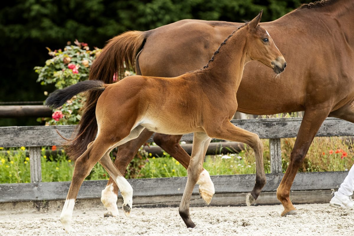 Olympia TC_(Joop TC X Gouverneur)02 small