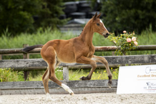 Olympia TC_(Joop TC X Gouverneur)03