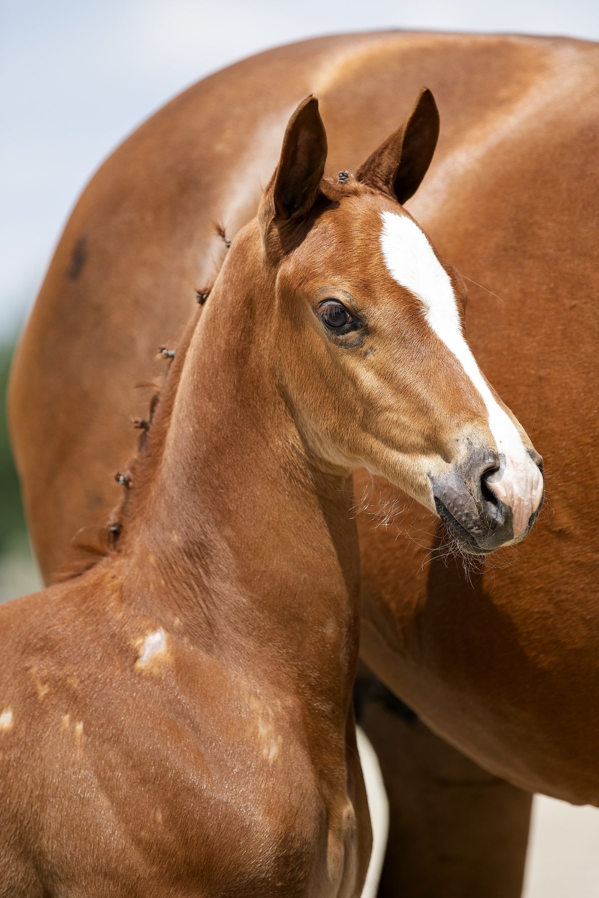 Olympus T_(Glock Toto JR X Farrington )01 small