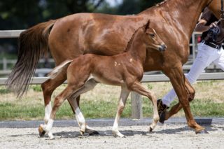 Olympus T_(Glock Toto JR X Farrington )02 small