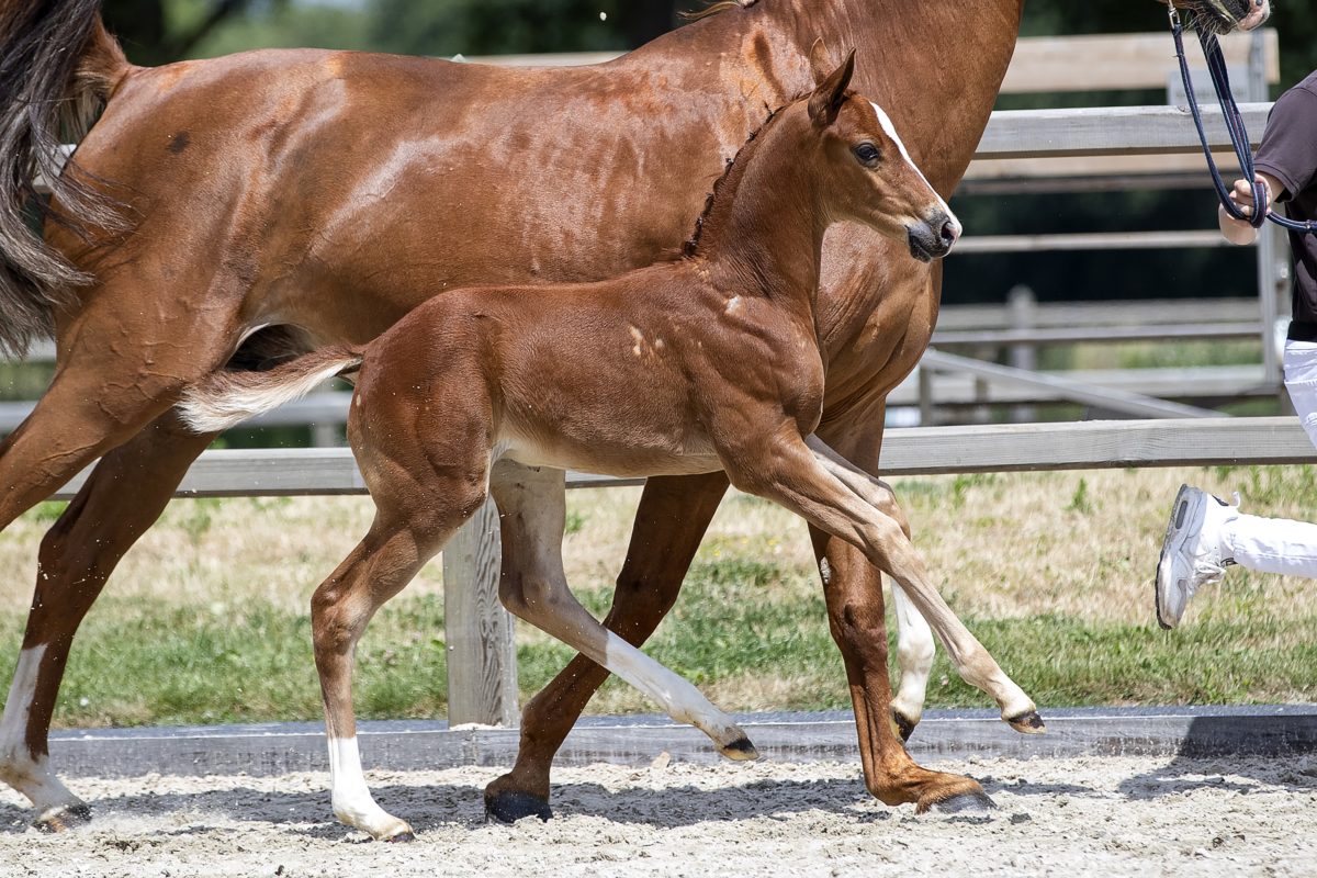 Olympus T_(Glock Toto JR X Farrington )03 small