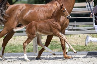 Olympus T_(Glock Toto JR X Farrington )03 small