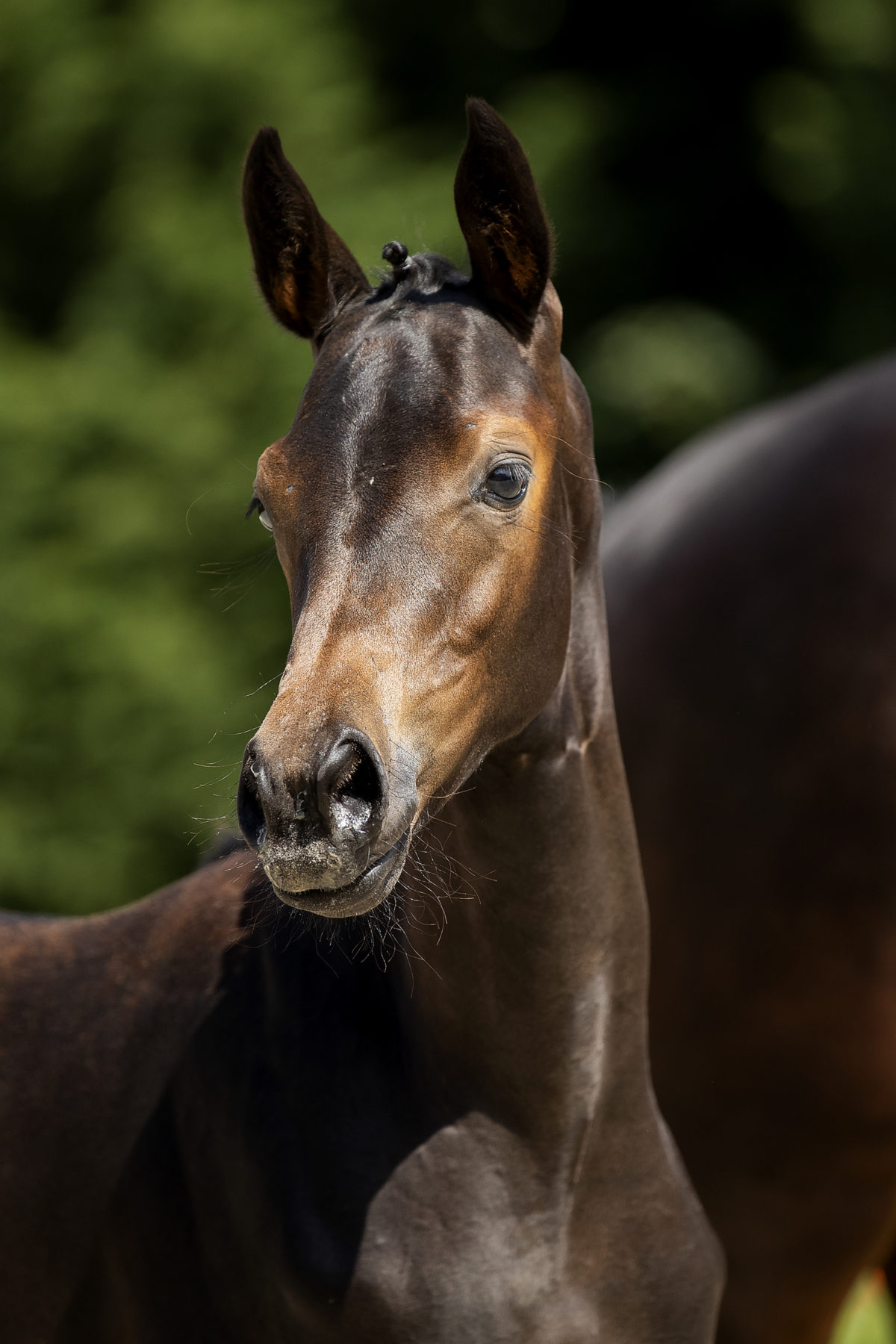 Omone_(In Style X Gribaldi)01