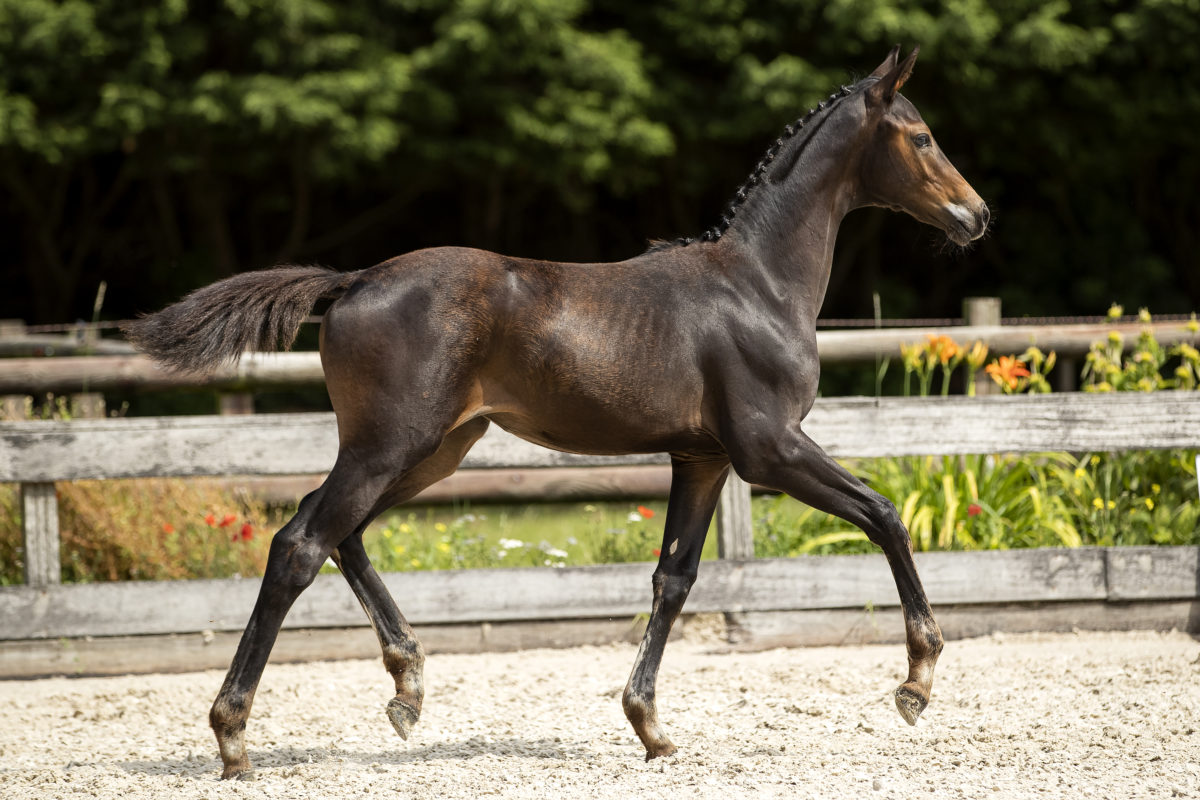 Omone_(In Style X Gribaldi)02