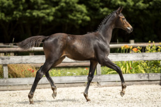 Omone_(In Style X Gribaldi)02