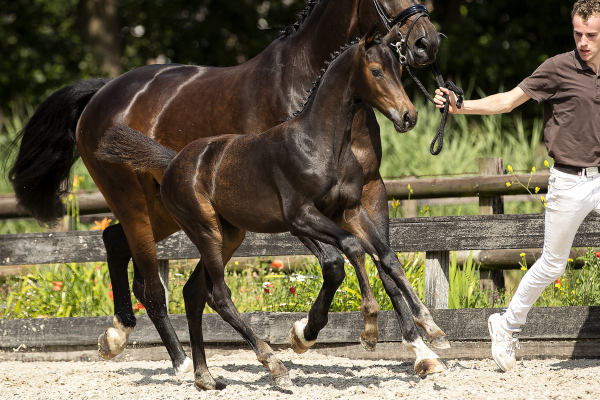 Omone_(In Style X Gribaldi)03