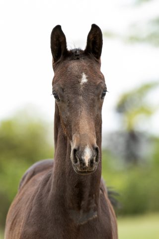 On Fire_(Totilas X Flemming)01 small