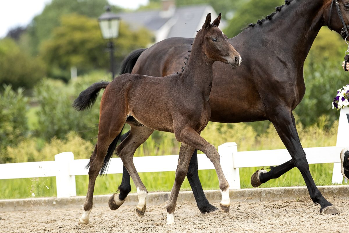 On Fire_(Totilas X Flemming)02 small