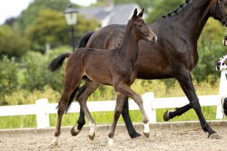 On Fire_(Totilas X Flemming)02 small