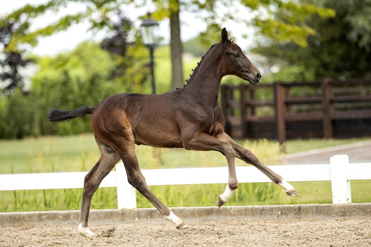 On Fire_(Totilas X Flemming)03 small