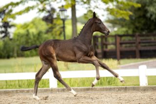 On Fire_(Totilas X Flemming)03 small