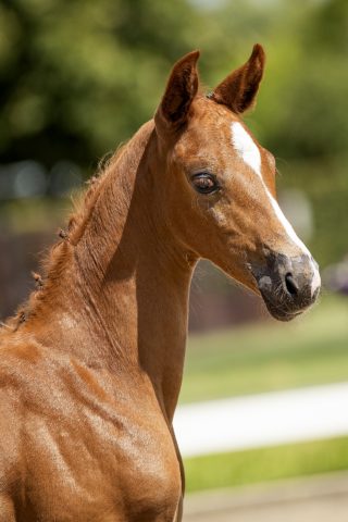 Onassis_( Dettori X Zjengis Kahn)01 small