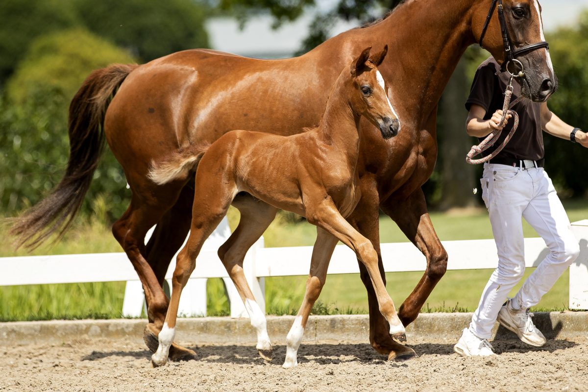 Onassis_( Dettori X Zjengis Kahn)02 small