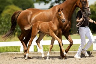 Onassis_( Dettori X Zjengis Kahn)02 small