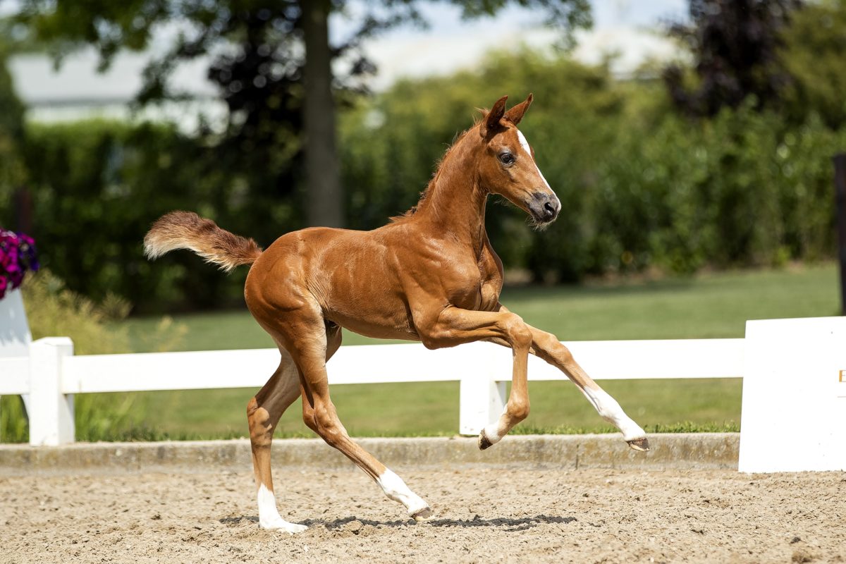 Onassis_( Dettori X Zjengis Kahn)03 small