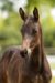 Once in a Lifetime SJD_( Totilas X Oscar)01 small