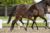 Once in a Lifetime SJD_( Totilas X Oscar)02 small