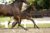 Once in a Lifetime SJD_( Totilas X Oscar)03 small