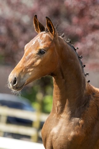 Ondelbrug ASD_( Fontaine TN X Vic )01 small