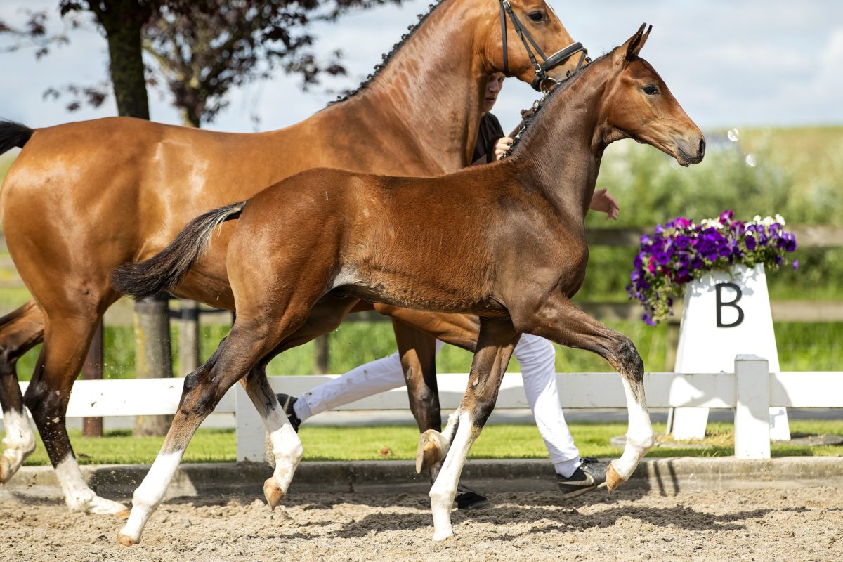 Ondelbrug ASD_( Fontaine TN X Vic )02 small